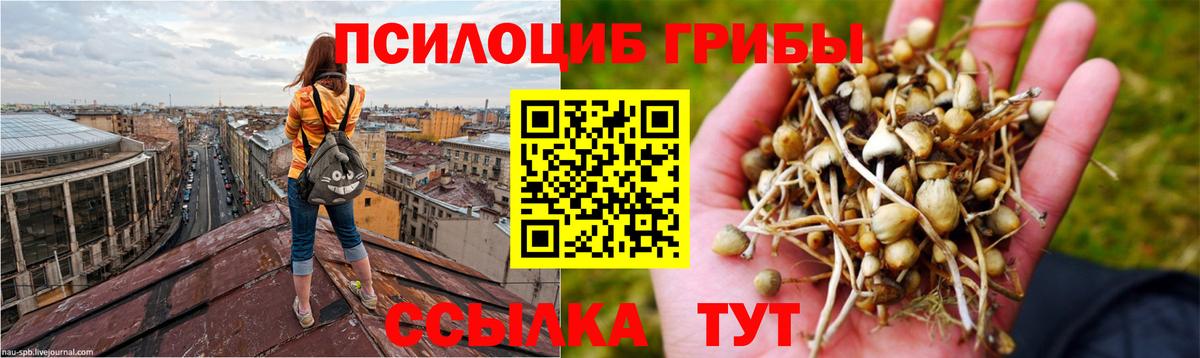 Псилоцибиновые грибы Cubensis Краснотурьинск